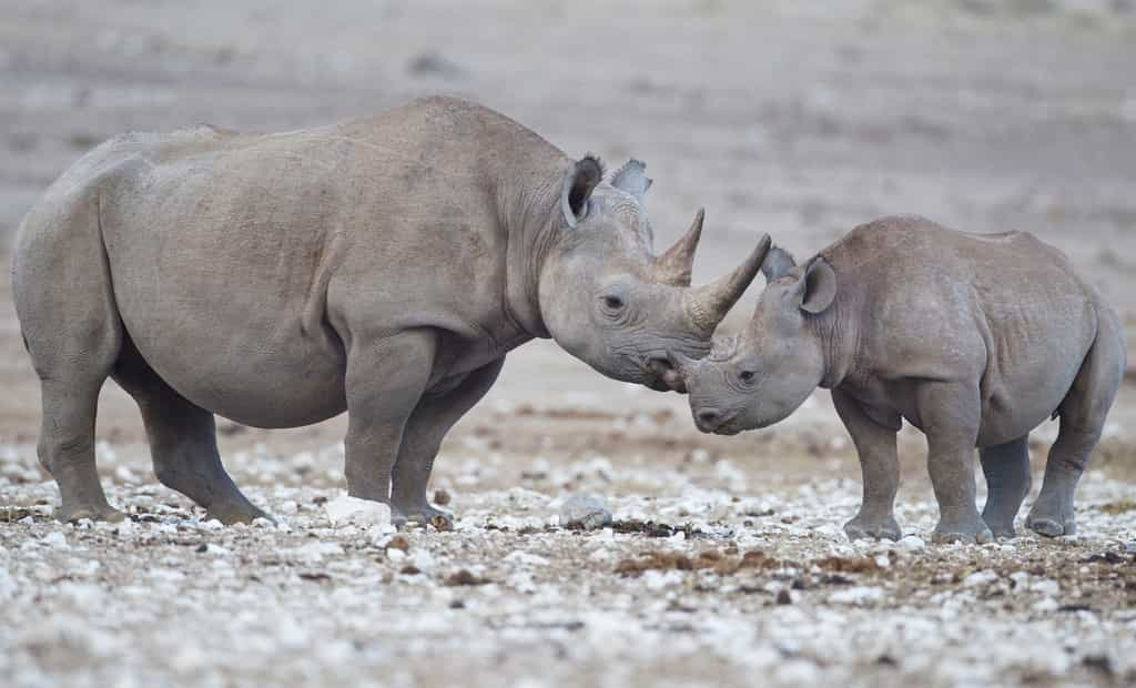 Bonne nouvelle : la population de rhinocéros noir est en augmentation